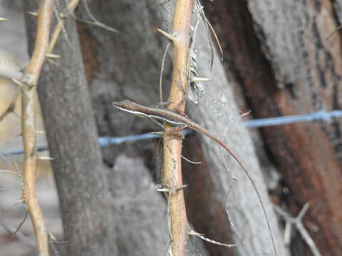 Image of Monte Cristi Anole