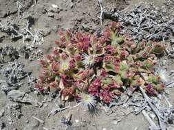 Image of common iceplant