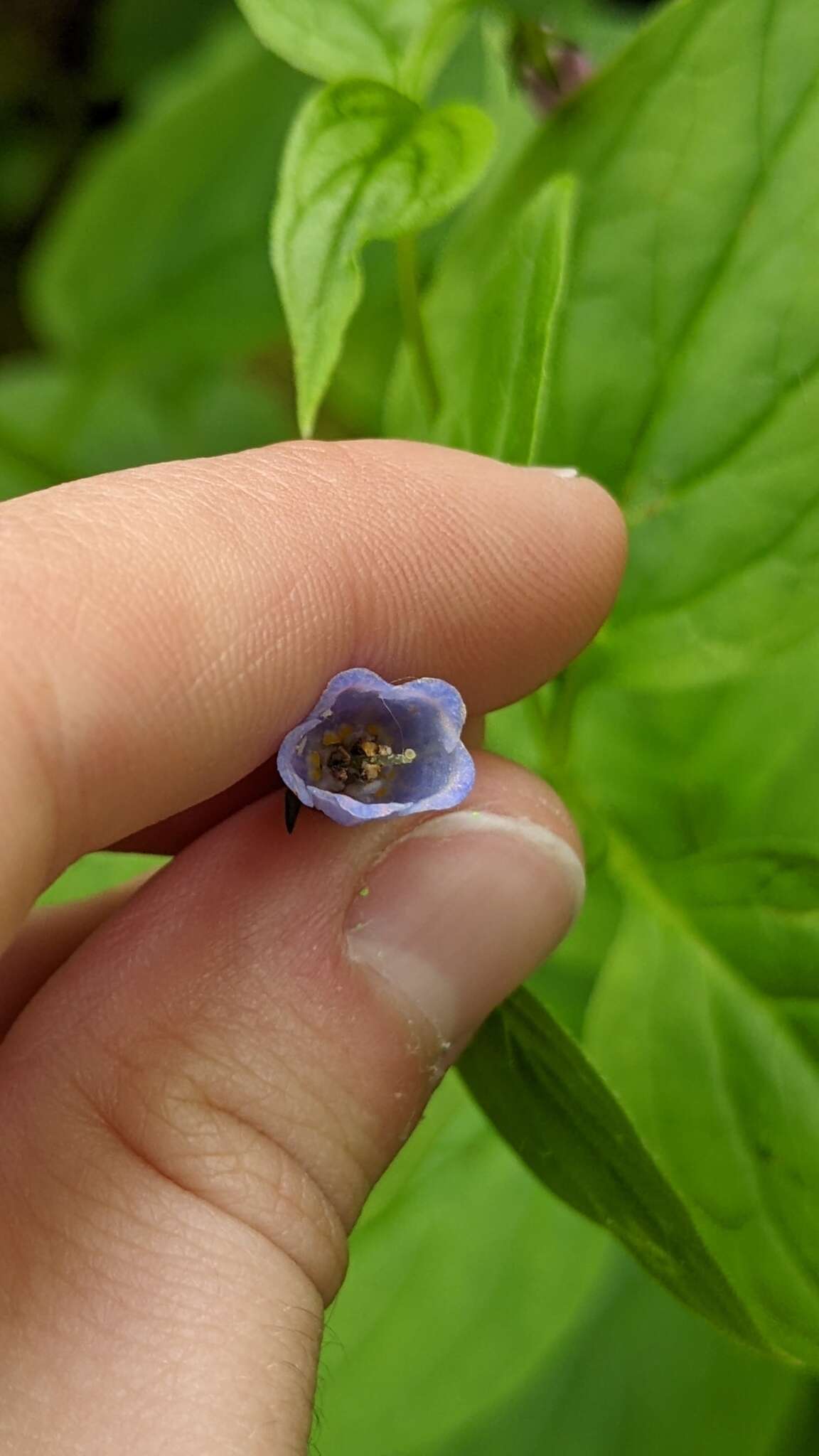 Image of broadleaf bluebells