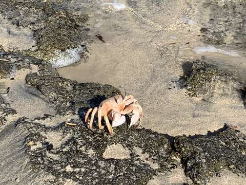 Image of Red Sea ghost crab