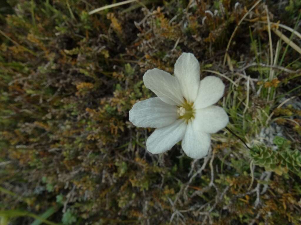 Image of Forstera sedifolia Forst. fil.