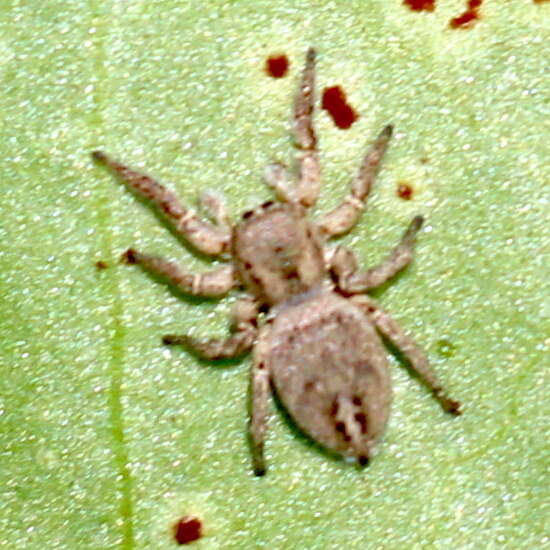 Image of Habronattus schlingeri (Griswold 1979)