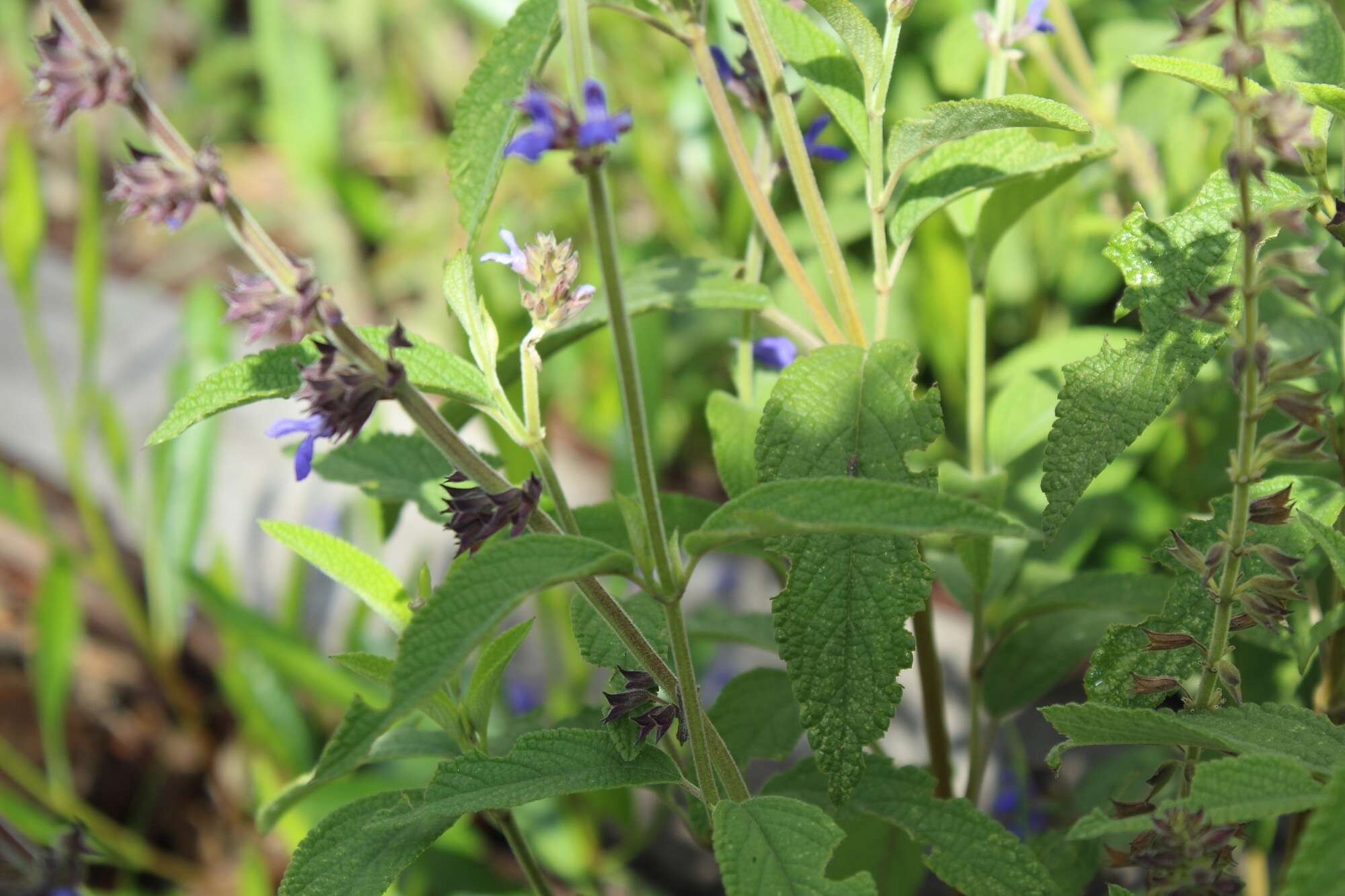 Image of Salvia bogotensis Benth.