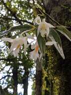 Imagem de Dendrobium longicornu Lindl.