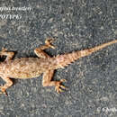Слика од Hemidactylus treutleri Mahony 2009