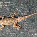 Image of Hemidactylus treutleri Mahony 2009