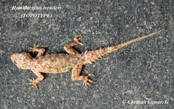 Слика од Hemidactylus treutleri Mahony 2009