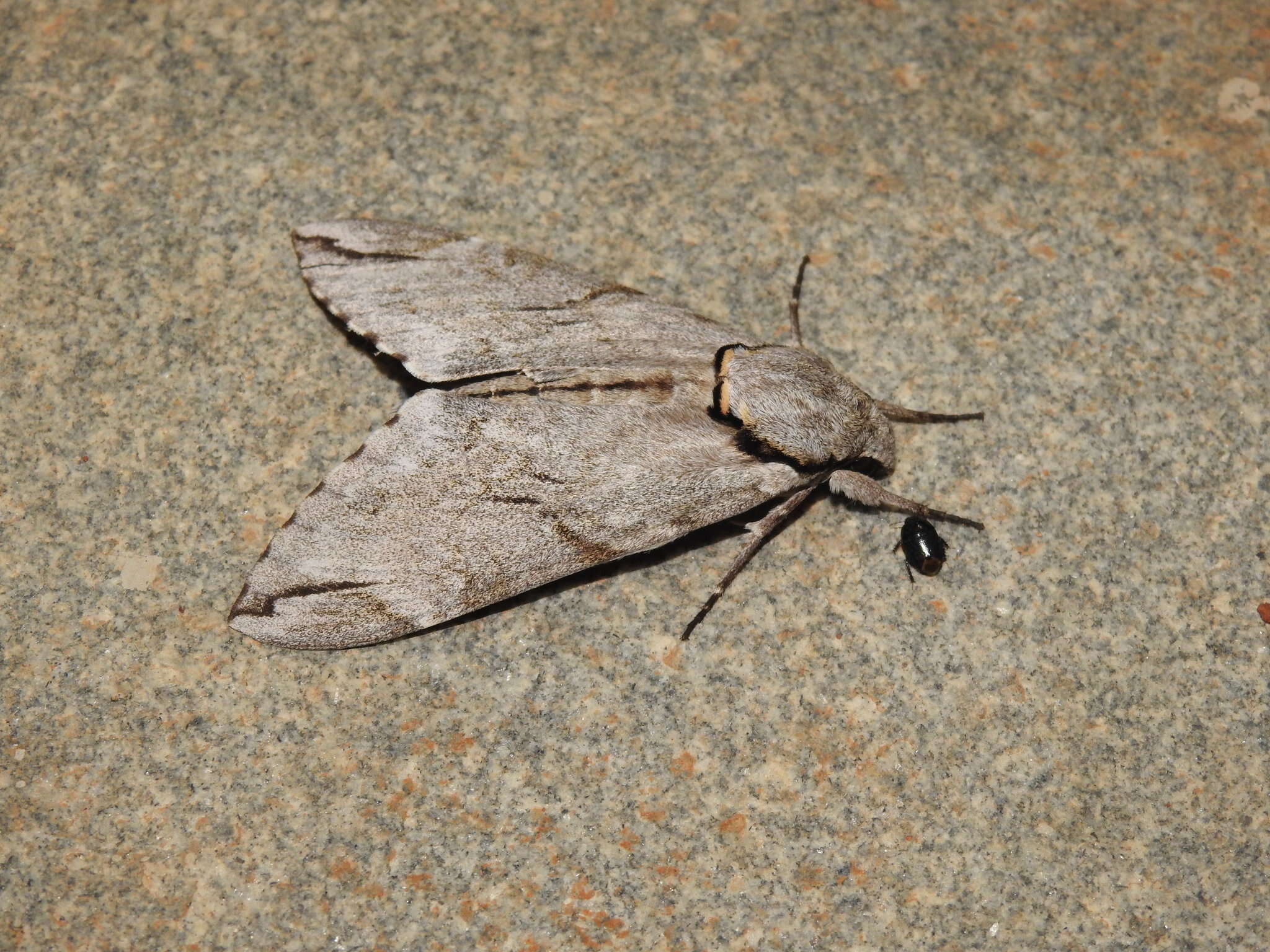 Image of Gray hawk moth