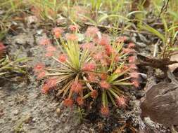 Image of Drosera fulva Planch.