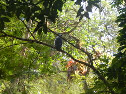 Image of White-necked Hawk