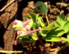 Image de Corydalis intermedia (L.) Merat