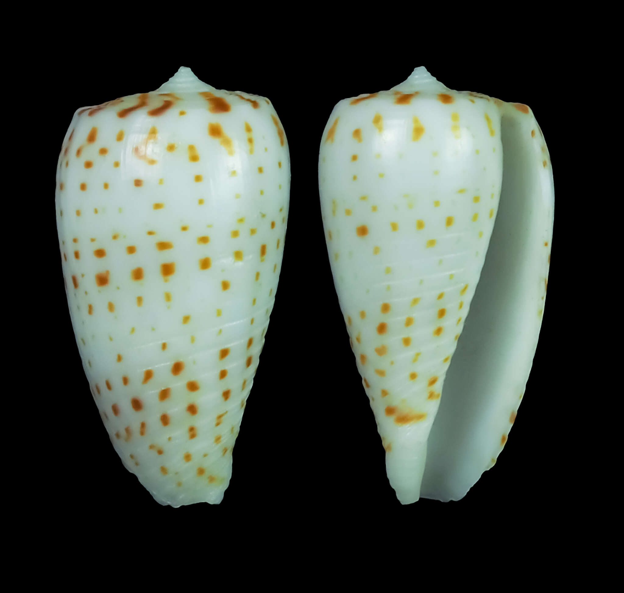 Conus blanfordianus Crosse 1867的圖片