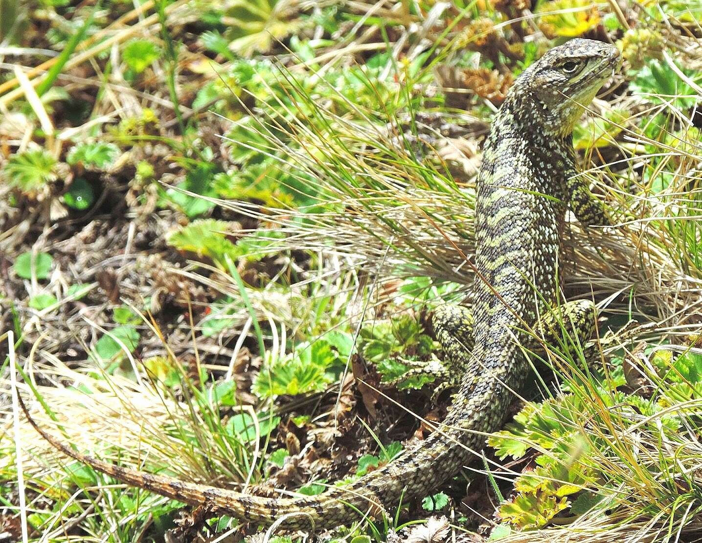Image of Günther's Whorltail Iguana