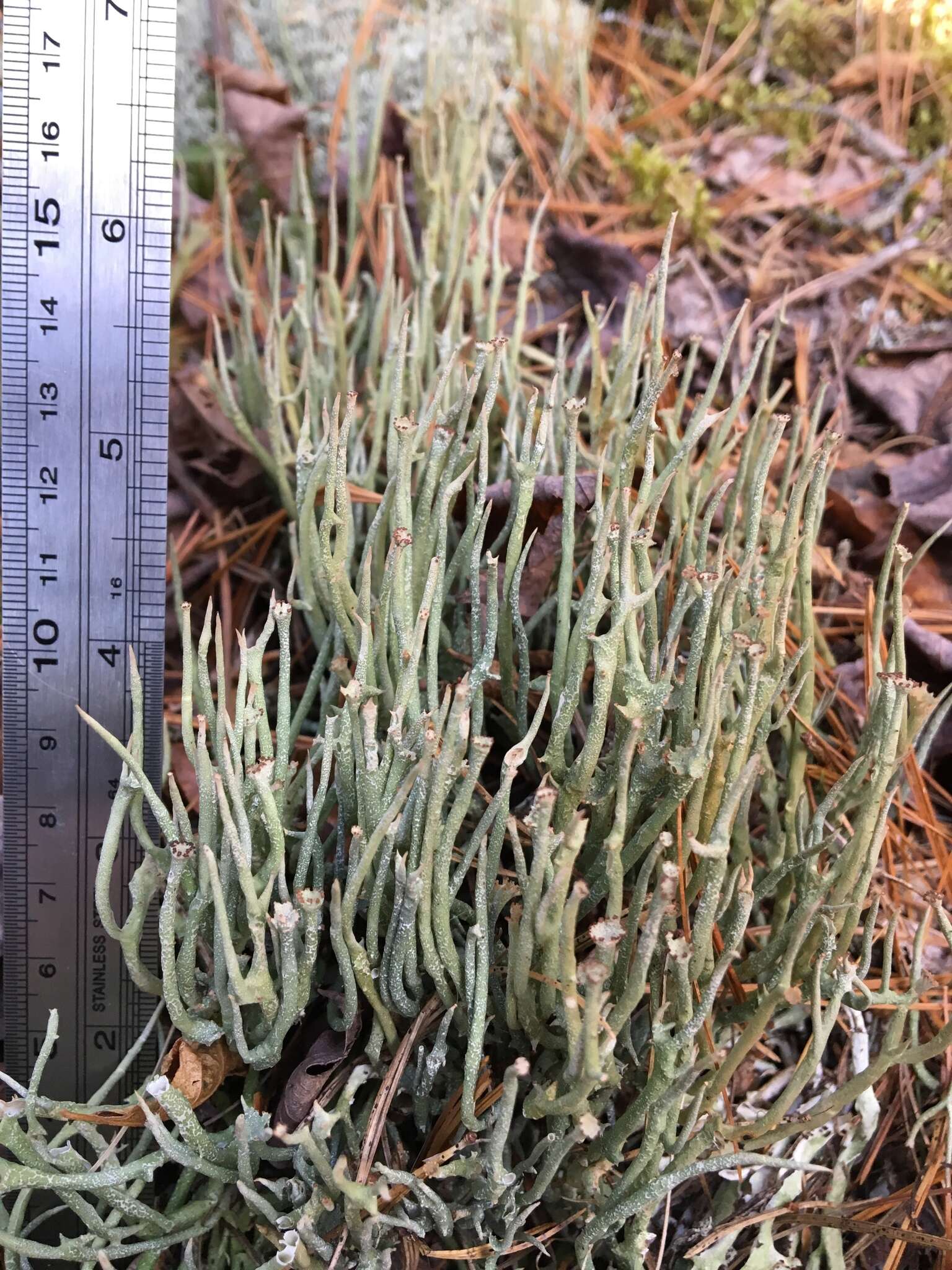 Слика од Cladonia maxima (Asahina) Ahti