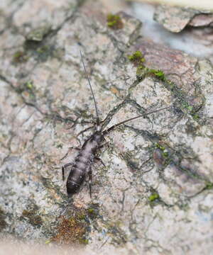 Image of Springtail