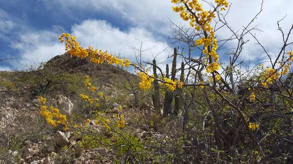 Image of haematoxylum