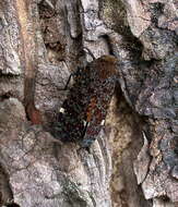 صورة Penthicodes (Ereosoma) variegata Guérin-Méneville 1829