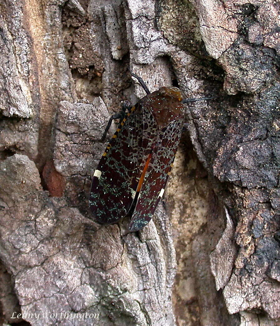 Image of Penthicodes (Ereosoma) variegata Guérin-Méneville 1829