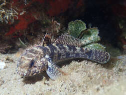 Image of Rock Goby