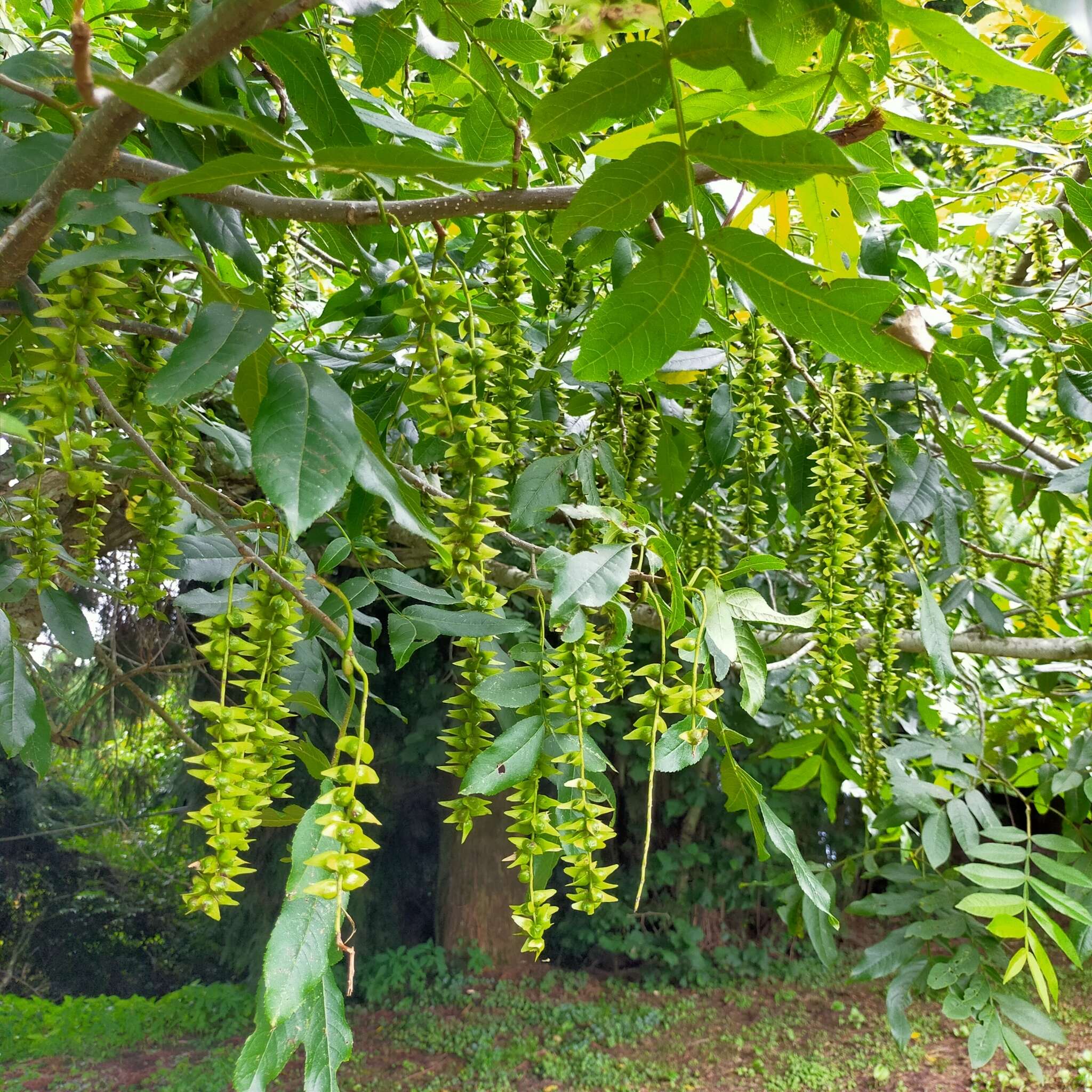 Слика од Pterocarya stenoptera C. DC.