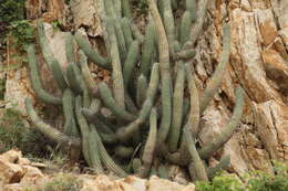 Image of Stenocereus thurberi subsp. littoralis (K. Brandegee) N. P. Taylor