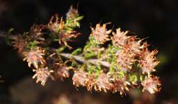 Image of Erica similis (N. E. Br.) E. G. H. Oliver