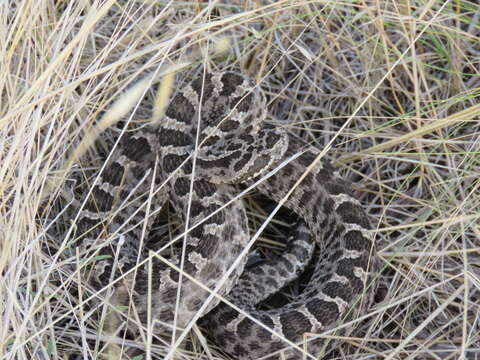 Imagem de Bothrops ammodytoides Leybold 1873