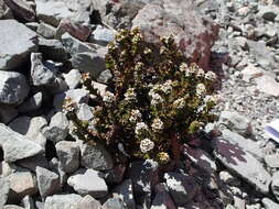 Image of Veronica haastii Hook. fil.