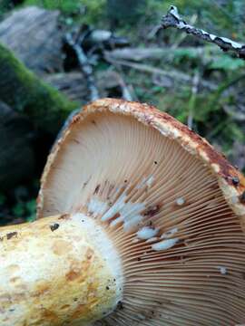 Image of Lactarius repraesentaneus Britzelm. 1885