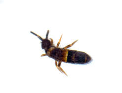 Image of Orchesella cincta argyrotoxa Latzel & R 1917