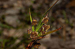 Image de Luzula densiflora (Nordensk.) Edgar