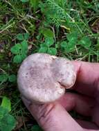 Image of Lactarius flexuosus (Pers.) Gray 1821