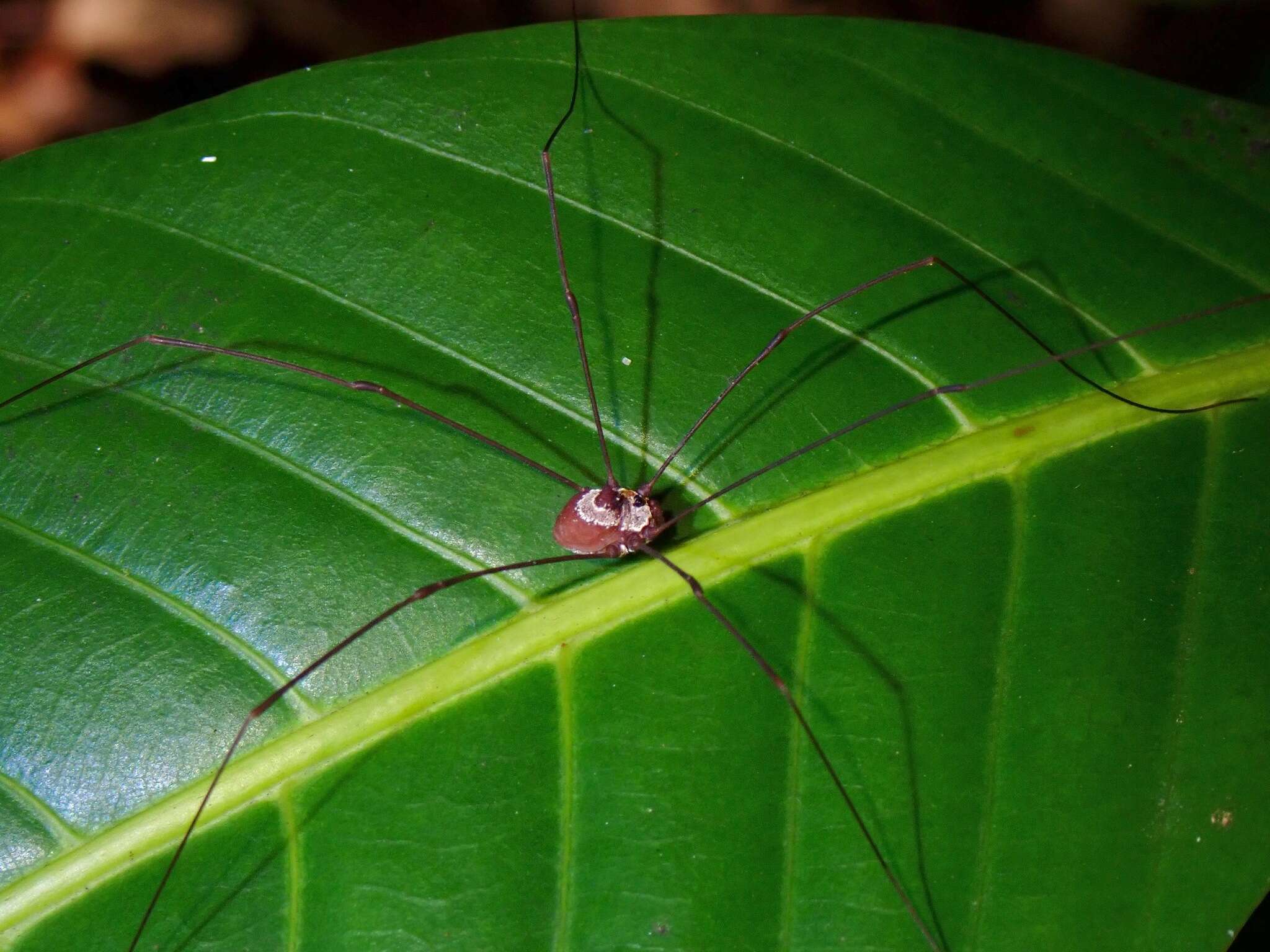 Image of <i>Marthana niveata</i>