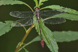 Image of Stylurus Needham 1897