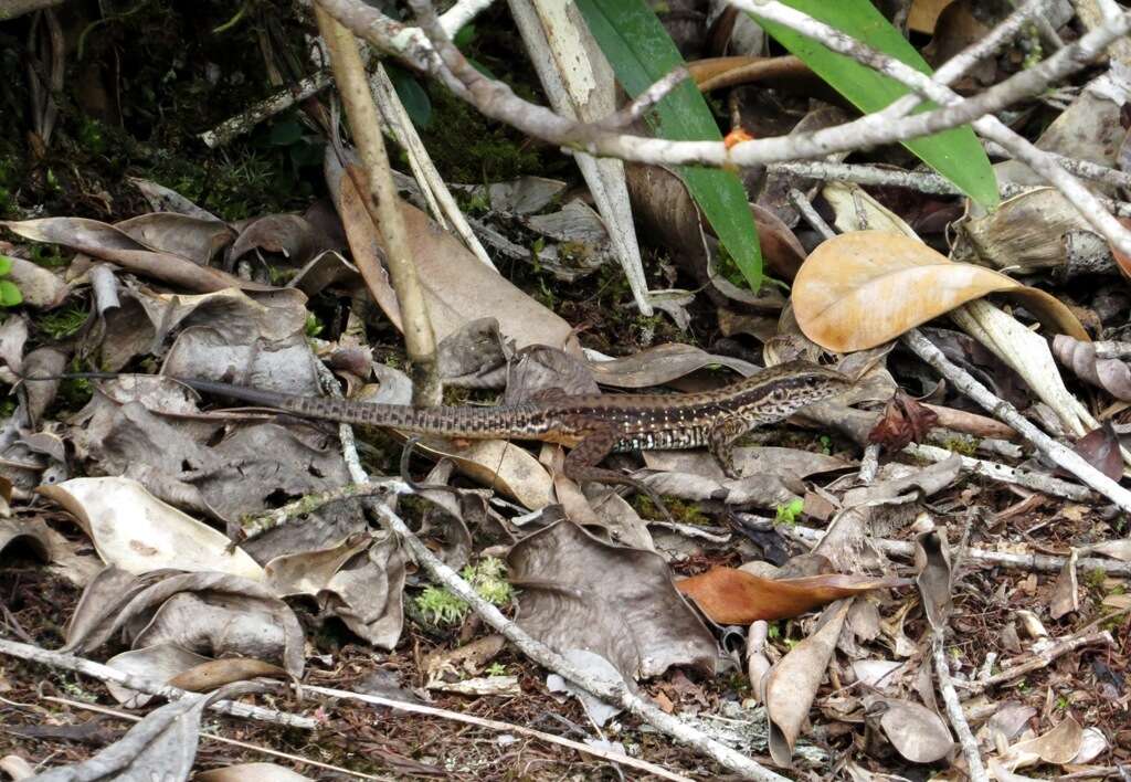 Image of Amazon Racerunner