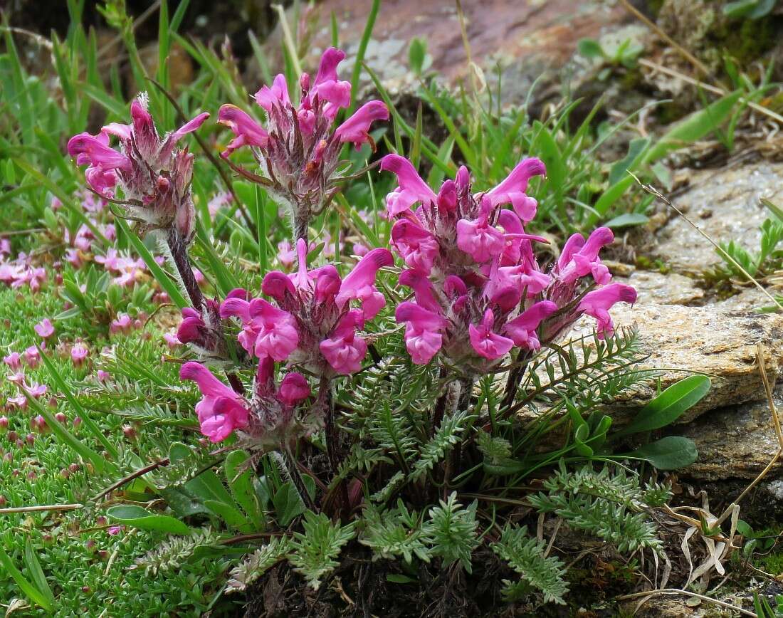 Image of Pedicularis rosea subsp. allionii (Rchb. fil.) E. Mayer