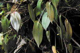 Image of Pleurothallis epiglottis Luer