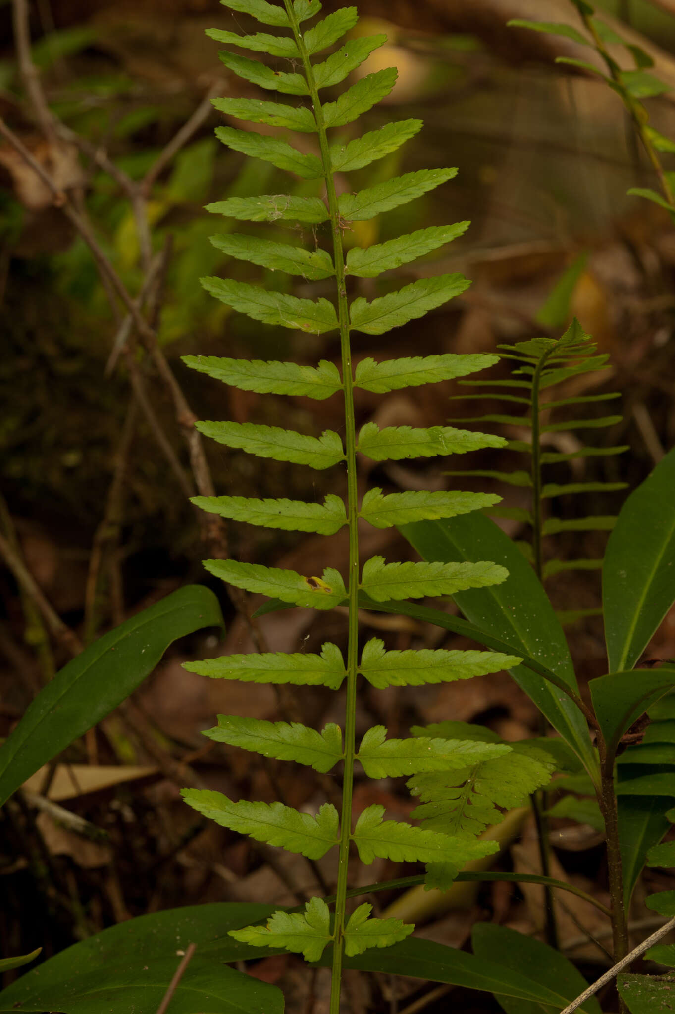 Image of eared spleenwort