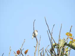 Image of Nilgiri Flowerpecker