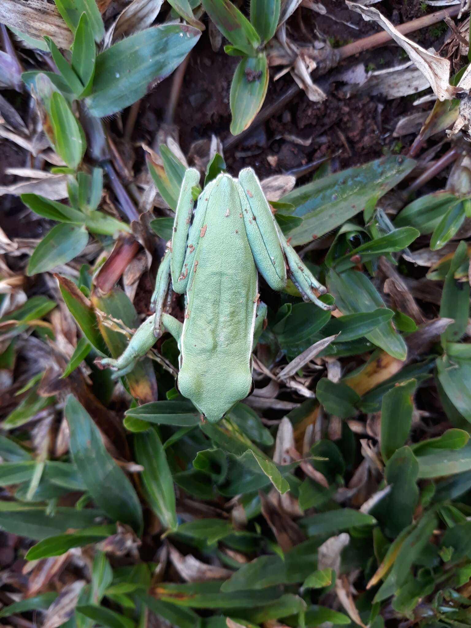 Boana marginata (Boulenger 1887)的圖片