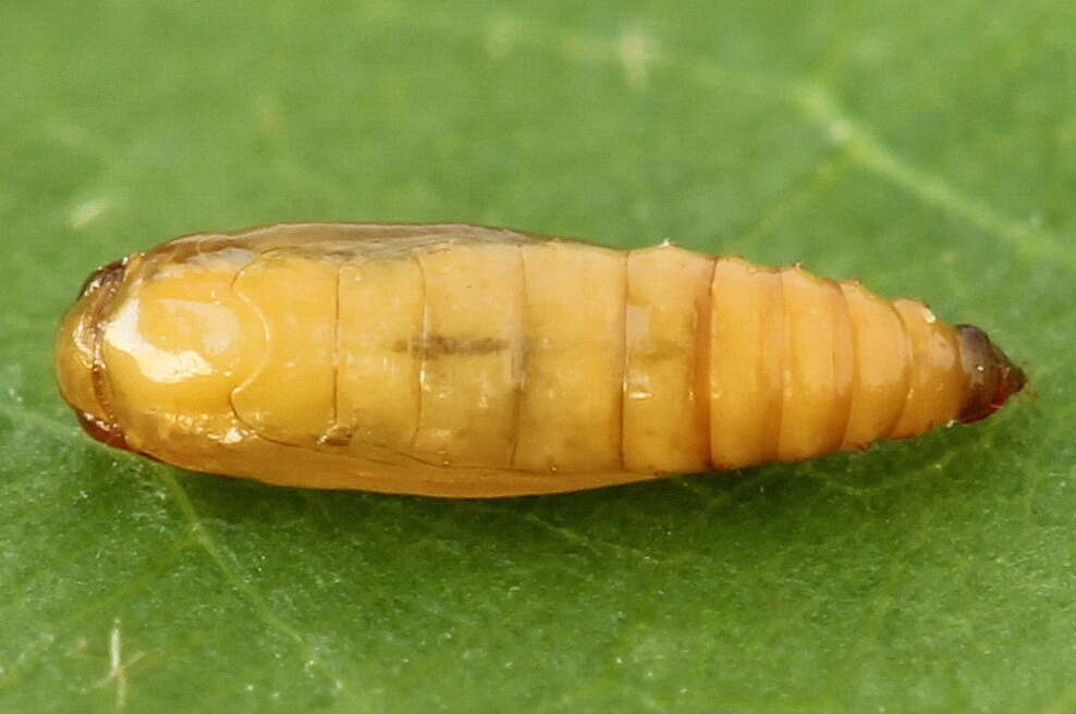 Epermenia chaerophyllellus Goeze resmi