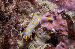 Image of Fourline nudibranch