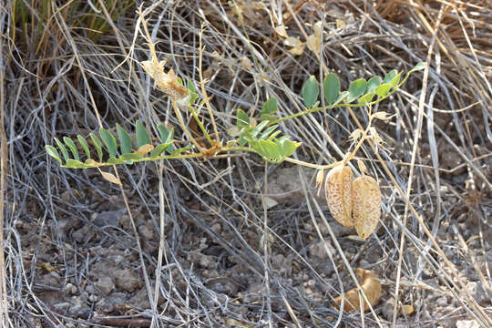 Imagem de Astragalus oophorus var. caulescens (M. E. Jones) M. E. Jones