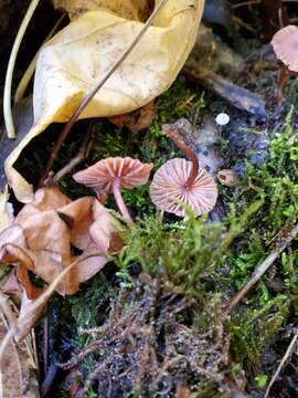 Image of Laccaria ohiensis (Mont.) Singer 1947