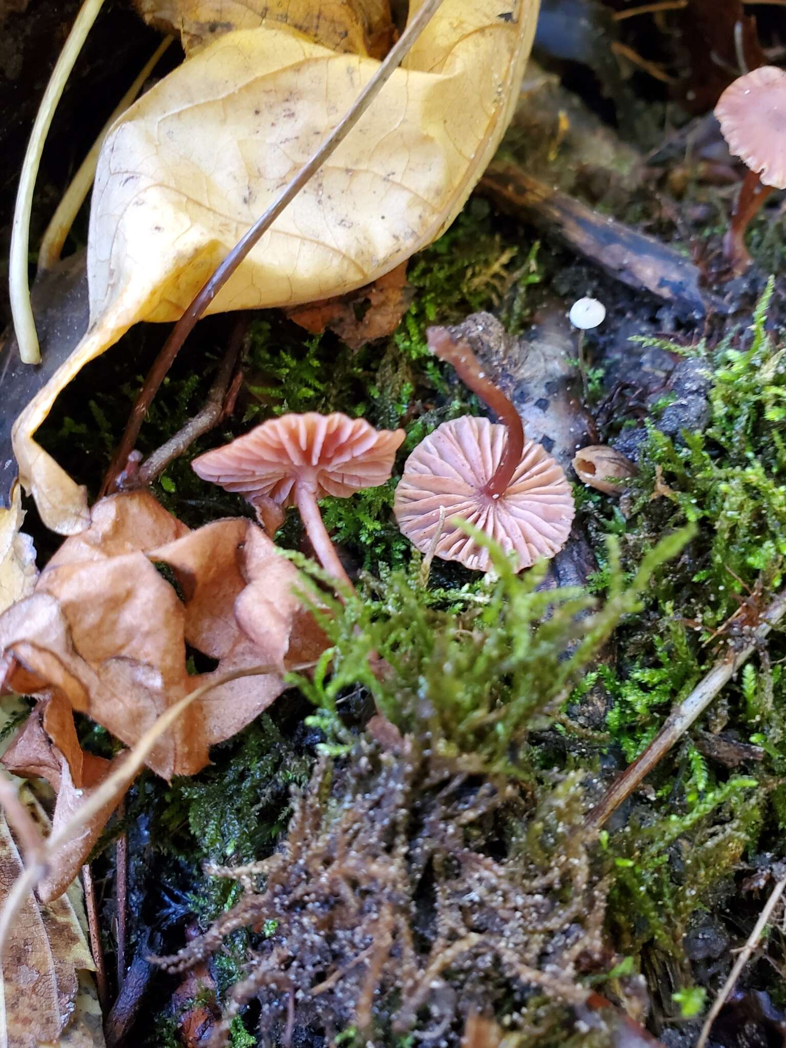 Image of Laccaria ohiensis (Mont.) Singer 1947