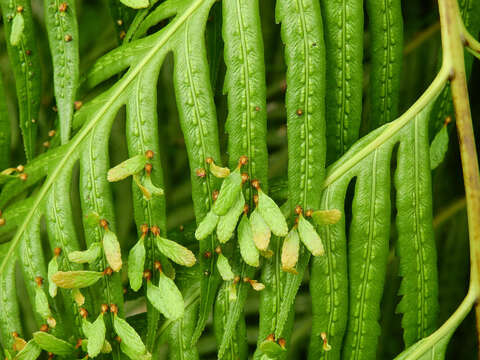 Image of Woodwardia prolifera Hook. & Arn.