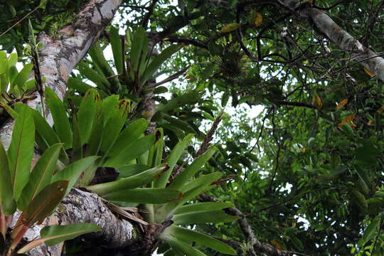 صورة Werauhia gladioliflora (H. Wendl.) J. R. Grant