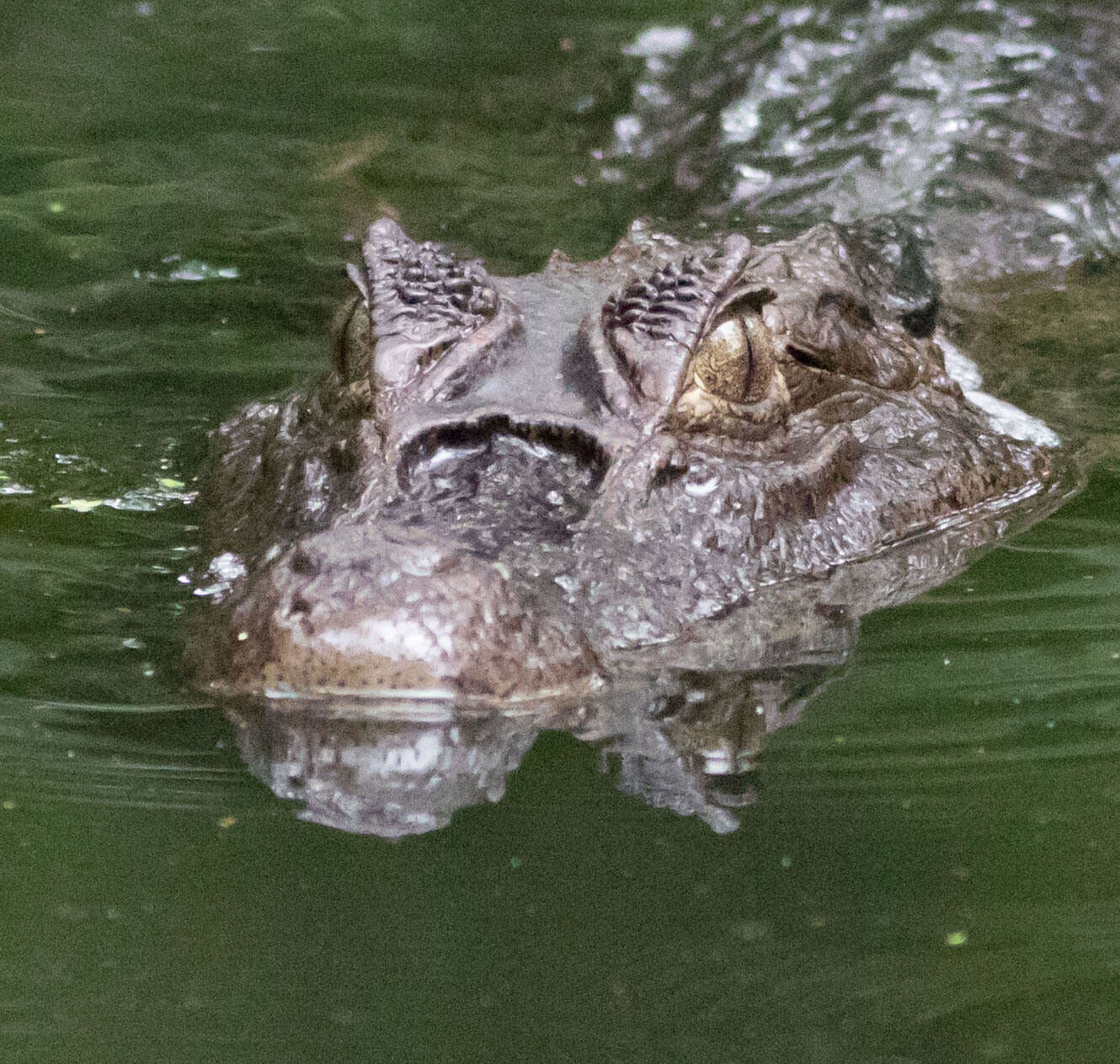 Image of Brown Spectacled Caiman