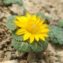 Image of Chaetanthera flabellifolia Cabrera