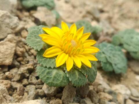 Image of Chaetanthera flabellifolia Cabrera